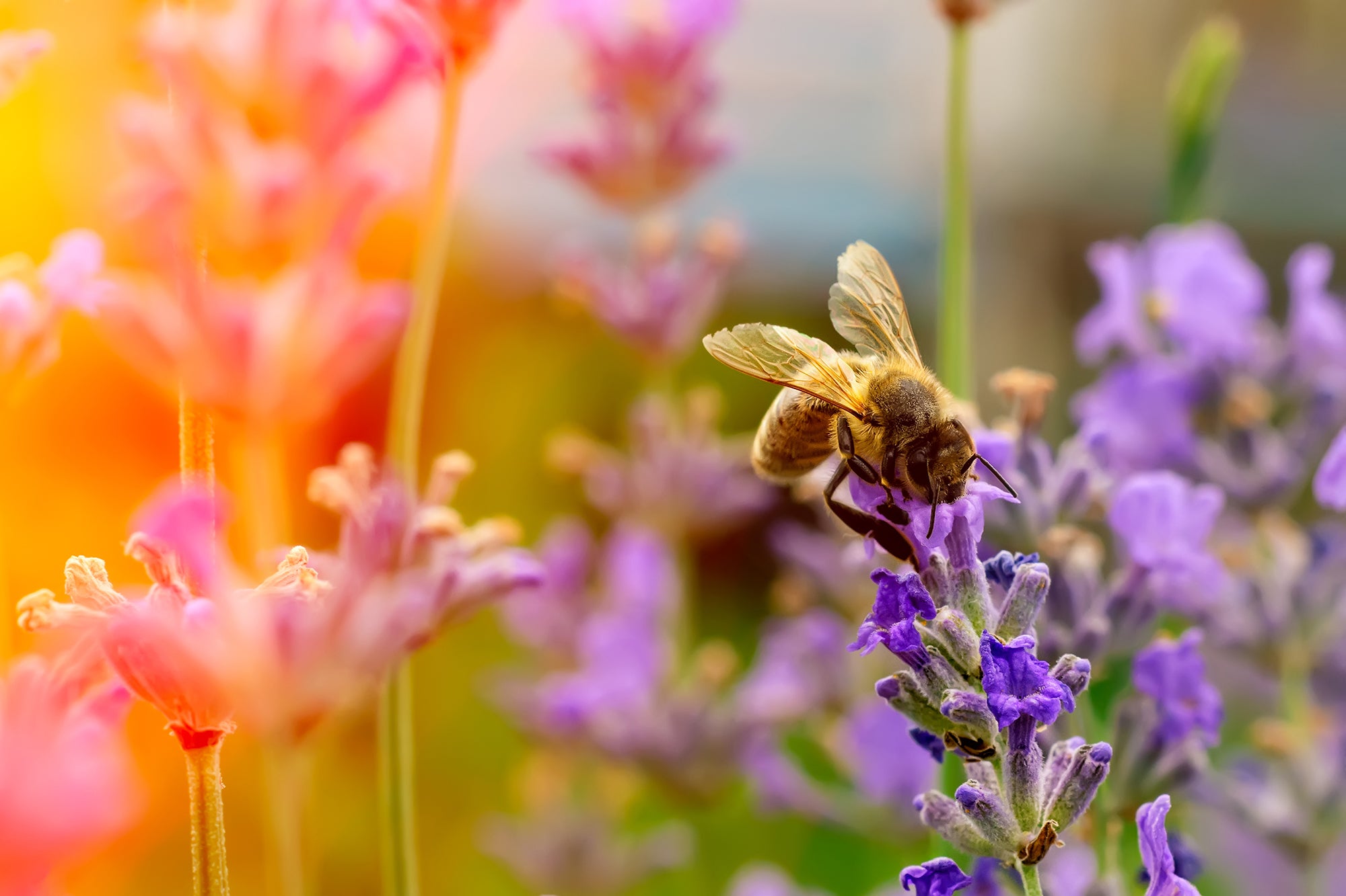 a bee on a flower getting pollen