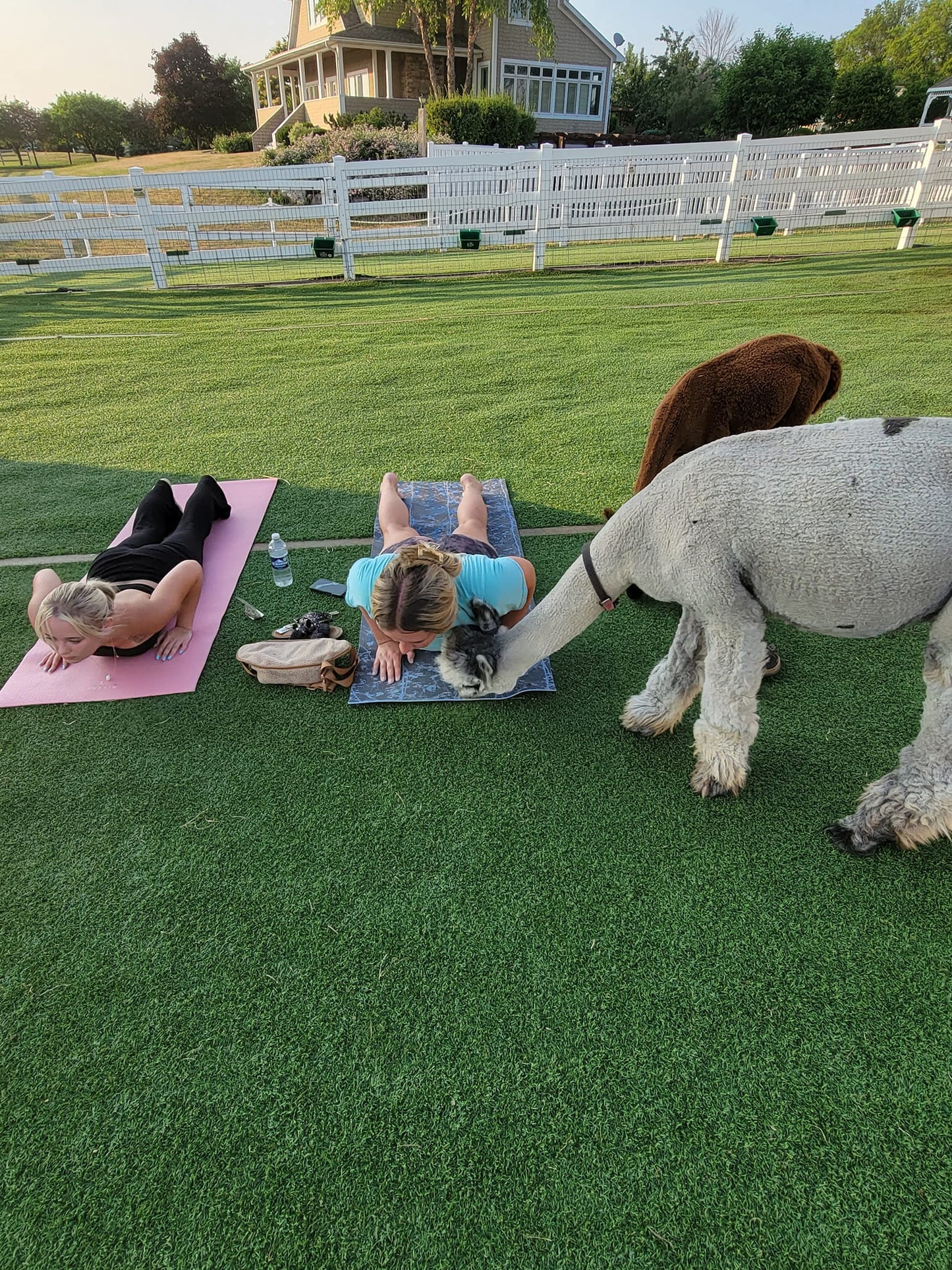 Alpaca Yoga